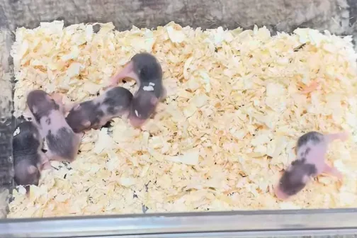 少し成長したハムスターの赤ちゃんたち