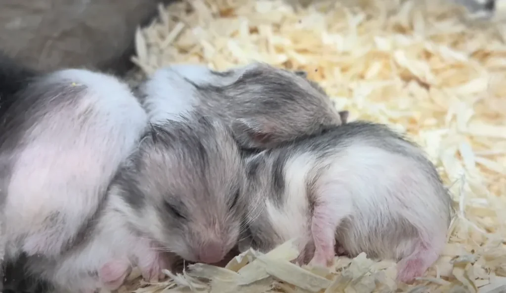 寄り添って眠るハムスターの子どもたち