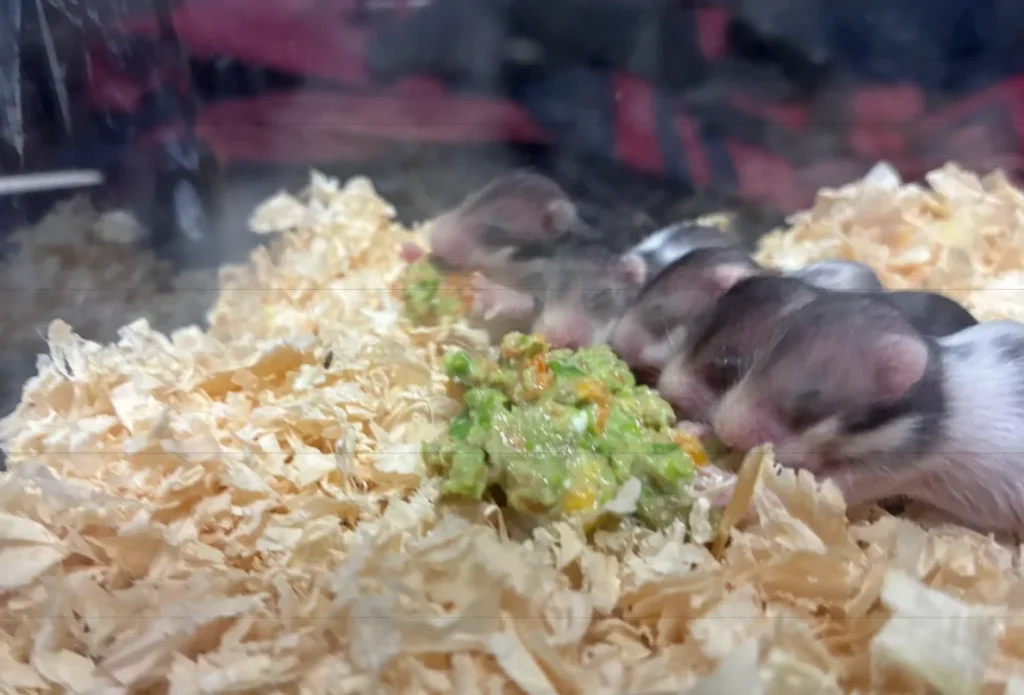 ご飯を食べる赤ちゃんハムスター