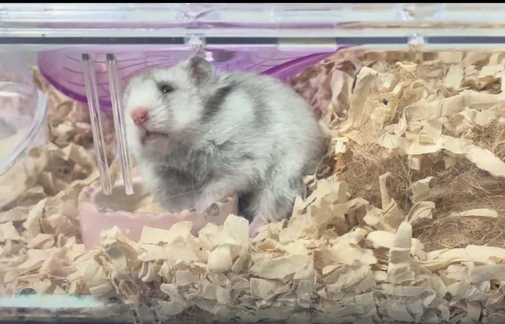 ゴールデンハムスターのメス