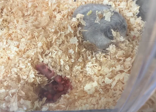 母親と生まれたばかりのハムスターの赤ちゃん